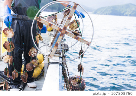 三陸の大事に育てられた美味しいホタテ 107808760