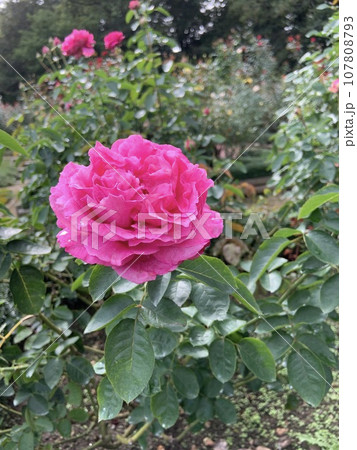 薔薇 107808793