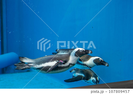 ケープペンギンの泳ぐ姿 107809457
