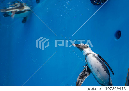 ケープペンギンの泳ぐ姿 ケープペンギンの泳ぐ姿 107809458