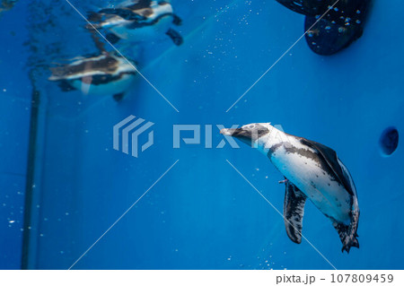 ケープペンギンの泳ぐ姿 ケープペンギンの泳ぐ姿 107809459