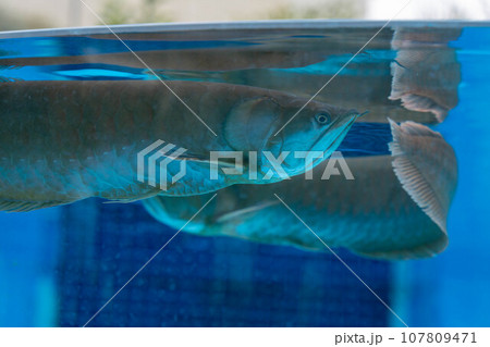 シルバーアロワナ 107809471