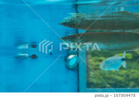 シルバーアロワナとシルバードラド 107809478