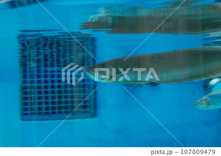 シルバーアロワナとシルバードラド シルバーアロワナとシルバードラド 107809479