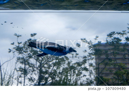 ケープペンギンの泳ぐ姿 107809480