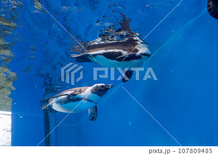 ケープペンギンの泳ぐ姿 107809485