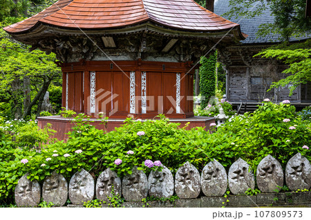 【新潟県･佐渡･蓮華峰寺】7,000株の紫陽花が咲くアジサイ寺 6月 7月 107809573