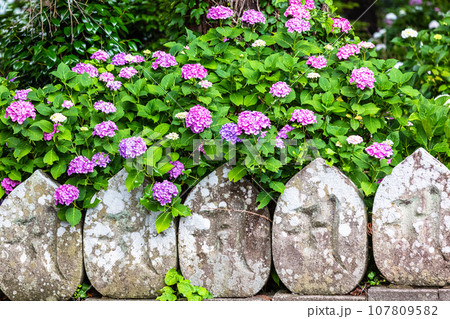 【新潟県・佐渡・蓮華峰寺】7,000株の紫陽花が咲くアジサイ寺 6月 7月 【新潟県・佐渡・蓮華峰寺】7,000株の紫陽花が咲くアジサイ寺 6月 7月 107809582