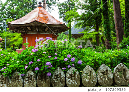 【新潟県・佐渡・蓮華峰寺】7,000株の紫陽花が咲くアジサイ寺 6月 7月 【新潟県・佐渡・蓮華峰寺】7,000株の紫陽花が咲くアジサイ寺 6月 7月 107809586