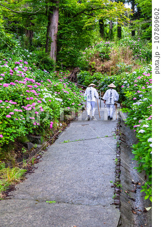 【新潟県・佐渡・蓮華峰寺】7,000株の紫陽花が咲くアジサイ寺 6月 7月 【新潟県・佐渡・蓮華峰寺】7,000株の紫陽花が咲くアジサイ寺 6月 7月 107809602