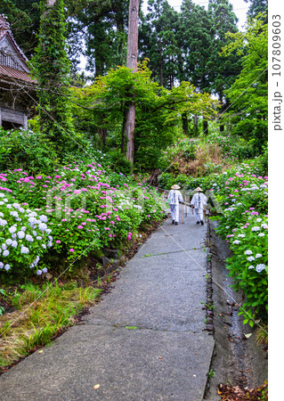 【新潟県･佐渡･蓮華峰寺】7,000株の紫陽花が咲くアジサイ寺 6月 7月 107809603