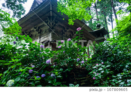 【新潟県・佐渡・蓮華峰寺】7,000株の紫陽花が咲くアジサイ寺 6月 7月 【新潟県・佐渡・蓮華峰寺】7,000株の紫陽花が咲くアジサイ寺 6月 7月 107809605