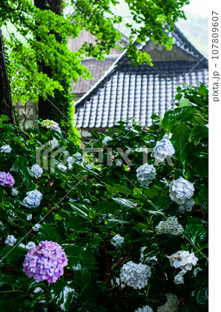 【新潟県･佐渡･蓮華峰寺】7,000株の紫陽花が咲くアジサイ寺 6月 7月 107809607
