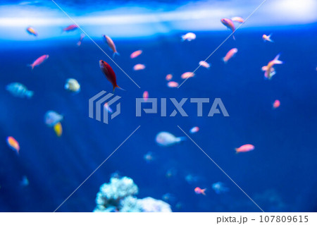 熱帯魚の水槽 アカネハナゴイ 熱帯魚の水槽 アカネハナゴイ 107809615