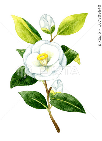 白色の椿　冬・春の花の手描き水彩イラスト素材 107809640