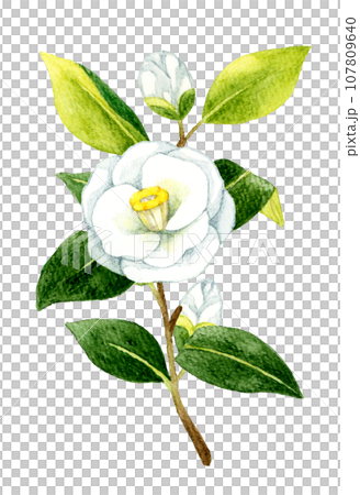 白色的山茶花,手繪水彩冬春花插畫素材 白色的山茶花,手繪水彩冬春花插畫素材 107809640