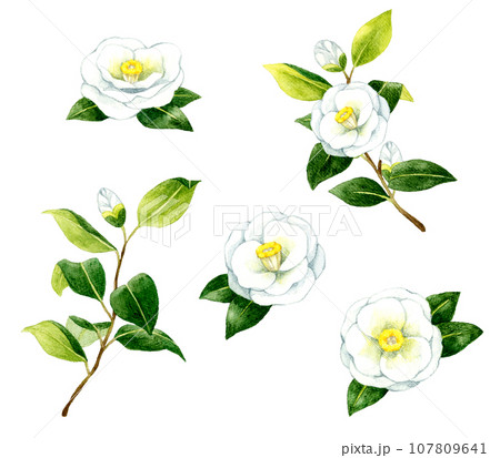白色の椿のセット　冬・春の花の手描き水彩イラスト素材 107809641