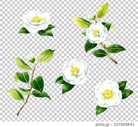 白色の椿のセット　冬・春の花の手描き水彩イラスト素材 107809641