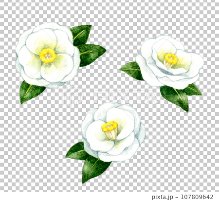 Set of white camellias - hand-drawn watercolor illustrations of winter and spring flowers Set of white camellias - hand-drawn watercolor illustrations of winter and spring flowers 107809642