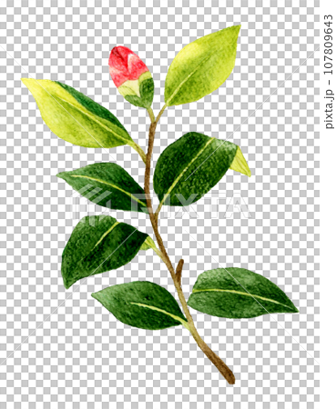 赤色の椿のつぼみ　冬・春の花の手描き水彩イラスト素材 107809643