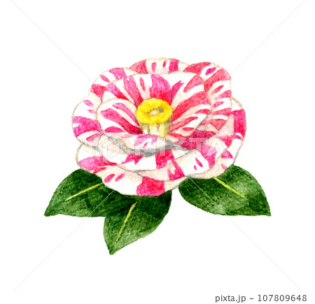 紅白絞り模様の椿　冬・春の花の手描き水彩イラスト素材 107809648