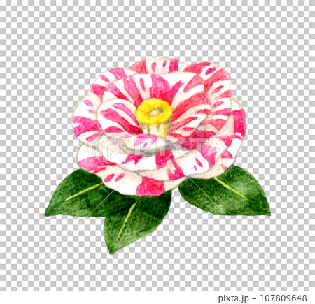 紅白絞り模様の椿　冬・春の花の手描き水彩イラスト素材 107809648
