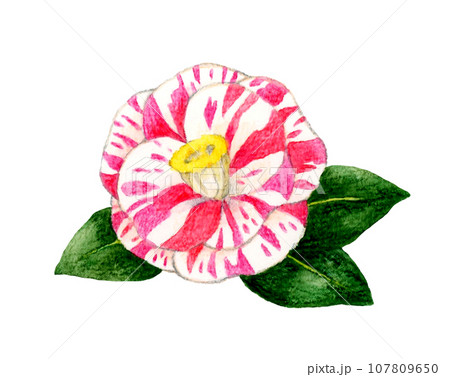 紅白絞り模様の椿 冬・春の花の手描き水彩イラスト素材 紅白絞り模様の椿 冬・春の花の手描き水彩イラスト素材 107809650