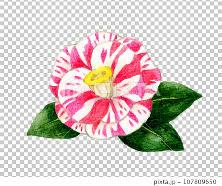 Camellia with red and white shibori pattern Hand-drawn watercolor illustration material of winter and spring flowers 107809650