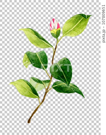 紅白枝紋茶花花蕾 冬春花手繪水彩插畫素材 107809651