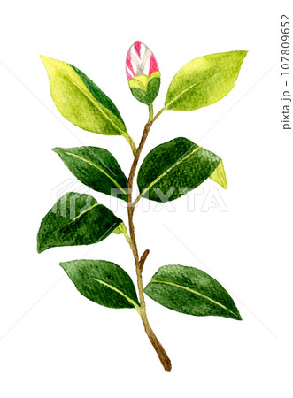 紅白絞り模様の椿のつぼみ　冬・春の花の手描き水彩イラスト素材 107809652