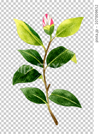 紅白枝紋茶花花蕾 冬春花手繪水彩插畫素材 紅白枝紋茶花花蕾 冬春花手繪水彩插畫素材 107809652