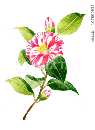 水彩画　椿　つばき　花の絵　冬の絵　美術　アート　赤い花　絵画 Amazon.co.jp: 水彩画 椿 つばき 花の絵 冬の絵 美術 アート