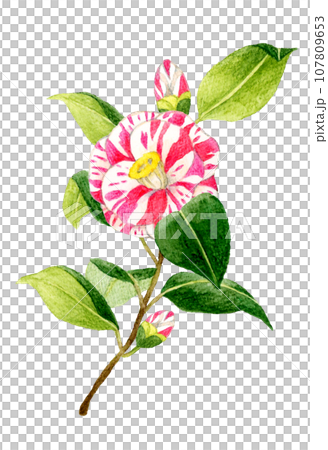 Camellia with red and white shibori pattern Hand-drawn watercolor illustration material of winter and spring flowers Camellia with red and white shibori pattern Hand-drawn watercolor illustration material of winter and spring flowers 107809653