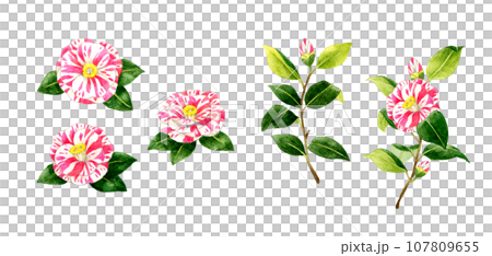 一組帶有紅色和白色 shibori 圖案的山茶花。手繪水彩插圖的冬季和春季花朵。 107809655