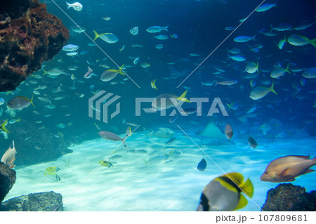 ウメイロモドキの群れとニセフライチョウチョウウオ ウメイロモドキの群れとニセフライチョウチョウウオ 107809681