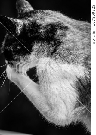 ねこ ねこ 107809825