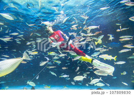 餌をあげている飼育員と熱帯魚たち 107809830