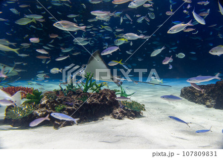 エイとウメイロモドキの群れ 107809831