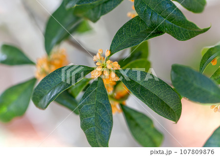 キンモクセイの花、金木犀 107809876