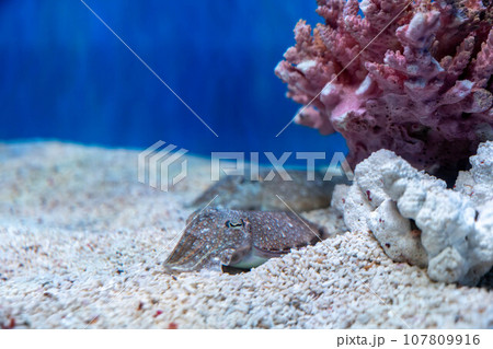 コウイカ コウイカ 107809916