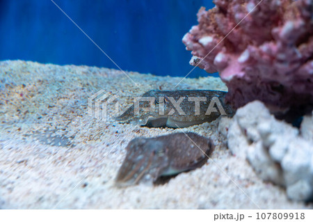 コウイカ コウイカ 107809918