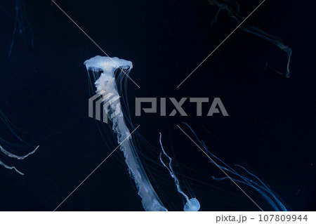 インドネシアシーネットルの水槽 インドネシアシーネットルの水槽 107809944