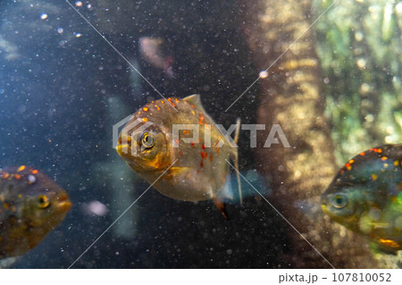 ゴールデンラバーパクー 107810052