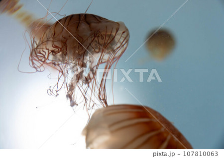 アカクラゲの水槽 107810063