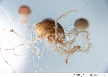 アカクラゲの水槽 107810065