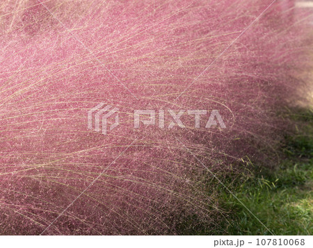 植物園に咲くミューレンベルギアカピラリス 107810068