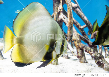 ナンヨウツバメウオ 107810077