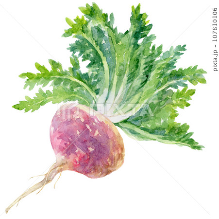 水彩葉がついた赤マカ　斜め 107810106