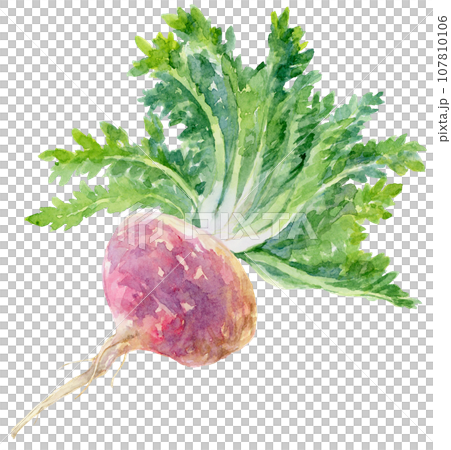 水彩葉がついた赤マカ　斜め 107810106