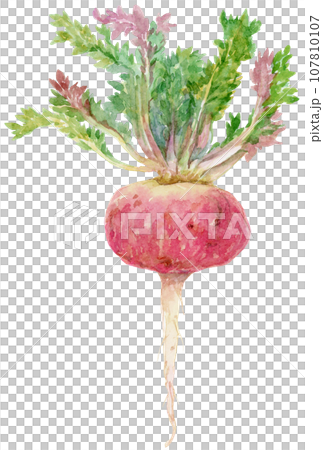 red maca with watercolor leaves 107810107